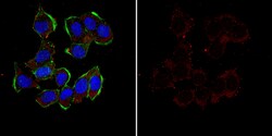 MilliporeSigma Cofilin-1, Rabbit, Unlabeled, Polyclonal, 100&mu;L; Unlabeled:Antibodies,